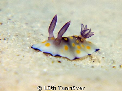 Hello...
A tiny nudy.... by Lütfi Tanrıöver 